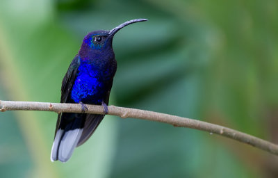 Violet Sabrewing / Violette sabelvleugel