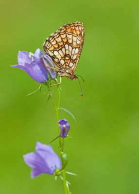 Nickerl's Fritillary / Steppeparelmoervlinder