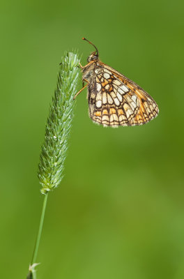 Nickerl's Fritillary / Steppeparelmoervlinder