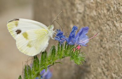 Krueper's Small White / Schildzaadwitje