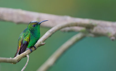 Coppery-headed Emerald / Koperkopsmaragdkolibrie