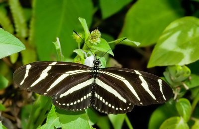 Zebra Longwing / Zebravlinder 