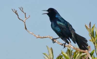 Boat-tailed grackle / Bootstaarttroepiaal 