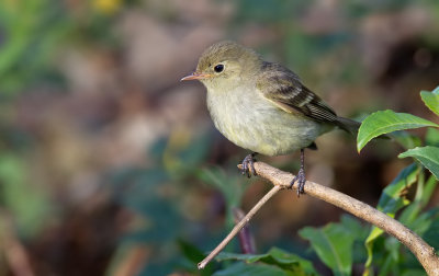 Mountain Elaenia / Bergelenia