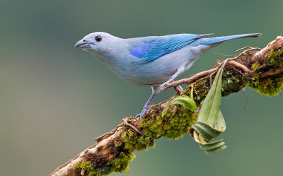 Blue-grey Tanager / Bisschopstangare