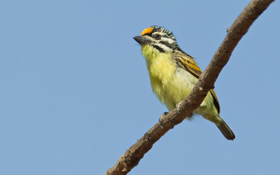 Yellow-fronted tinkerbird / Geelvoorhoofdketellapper