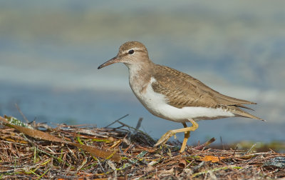 Spotted sandpiper / Amerikaanse oeverloper