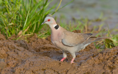 African mourning dove / Treurduif
