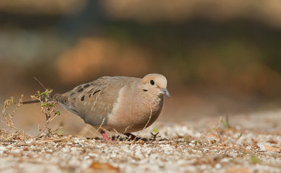 Mourning dove / Treurduif 