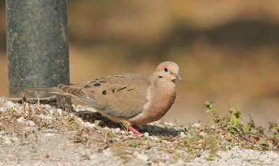 Mourning dove / Treurduif 