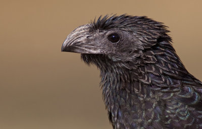 Groove-billed ani / Groefsnavelani