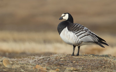 Barnacle goose / Brandgans