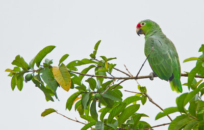 Red-lored amazon / Geelwangamazone