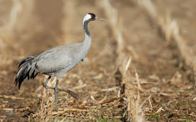 Common Crane / Kraanvogel