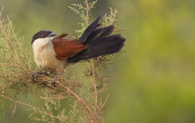 Senegal Coucal / Senegalese Spoorkoekoek