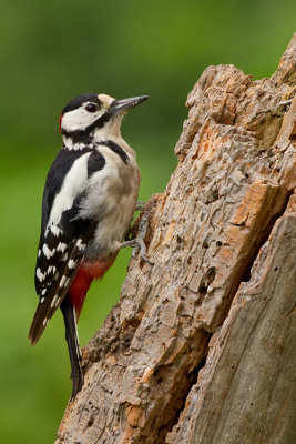 Great-spotted woodpecker / Grote bonte specht