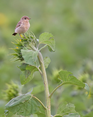 Isabelline Wheatear / Izabeltapuit