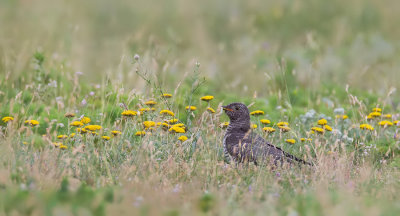 Cuckoo / Koekoek