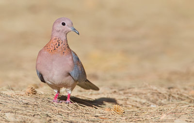 Laughing dove / Palmtortel 