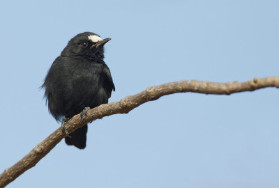 White-fronted Black-Chat / Witkapmiertapuit 