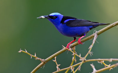 Red-legged Honeycreeper / Blauwe suikervogel
