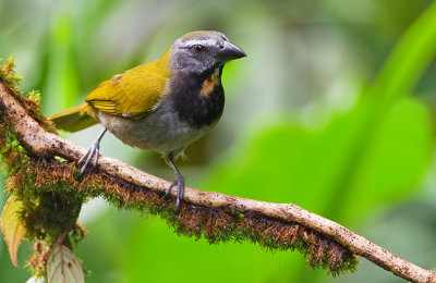 Buff-throated Saltator / Bontkeelsaltator
