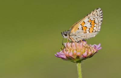 Yellow-banded Skipper / Geelbandspikkeldikkopje