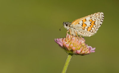 Yellow-banded Skipper / Geelbandspikkeldikkopje