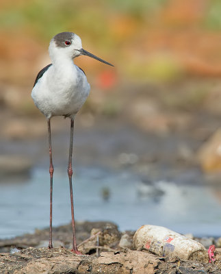 Black-Winged stilt / Steltkluut