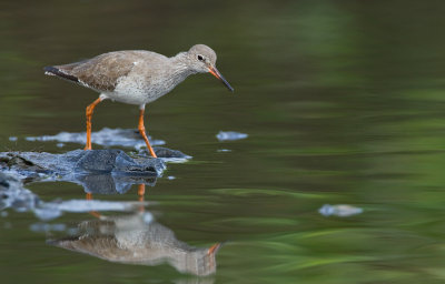 Common redshank / Tureluur