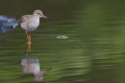 Common redshank / Tureluur