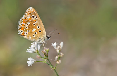 Adonis blue / Adonis blauwtje