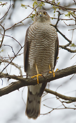 Sparrow hawk / Sperwer