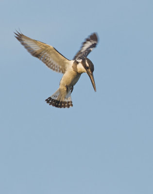 Pied Kingfisher / Bonte IJsvogel 
