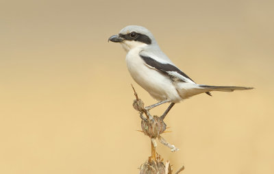 Desert grey shrike / Woestijnklapekster (Lanius elegans) 