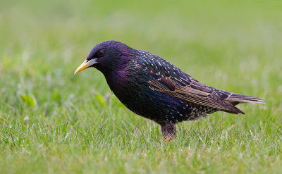 Starling / Spreeuw 