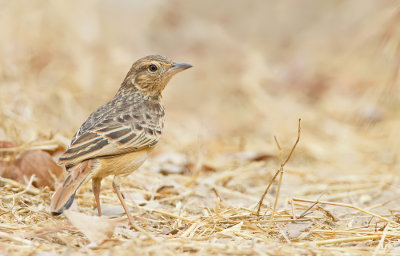 Flappetlark / Ratelleeuwerik