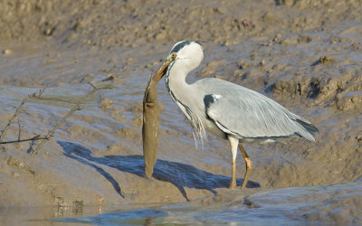 Grey heron / Blauwe reiger