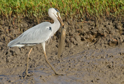 Grey heron / Blauwe reiger