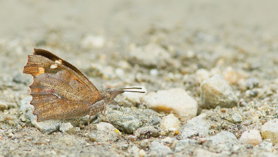 Nettle-Tree Butterfly / Snuitvlinder