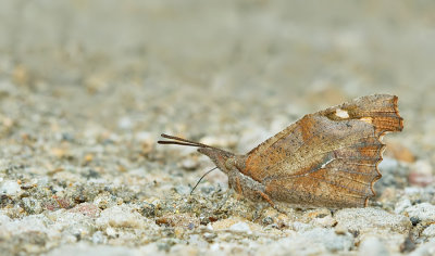 Nettle-Tree Butterfly / Snuitvlinder