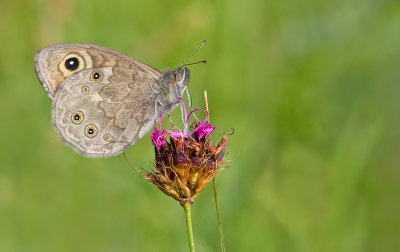 Northern Wall Brown / Kleine Rotsvlinder