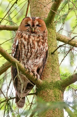 Tawny Owl / Bosuil