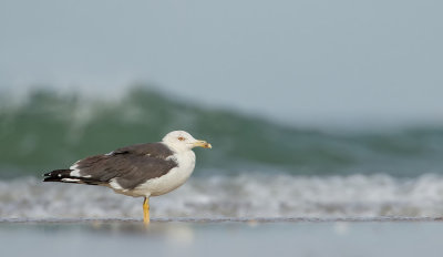 Lesser Black-backed Gull / Kleine mantelmeeuw 