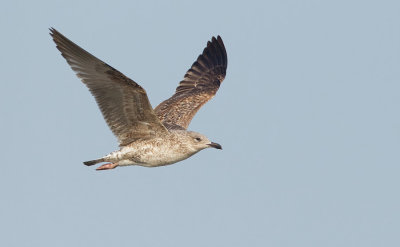 Lesser Black-backed Gull / Kleine mantelmeeuw 