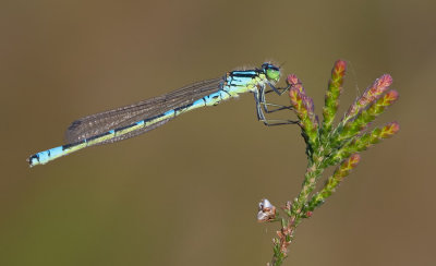 Irish Damselfly / Maanwaterjuffer