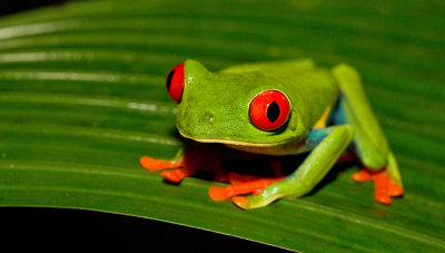 Red-eyed tree frog / Roodoogmakikikker 
