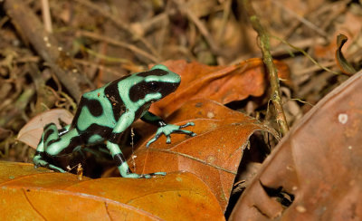 Green Poison Frog / Gouden gifkikker 