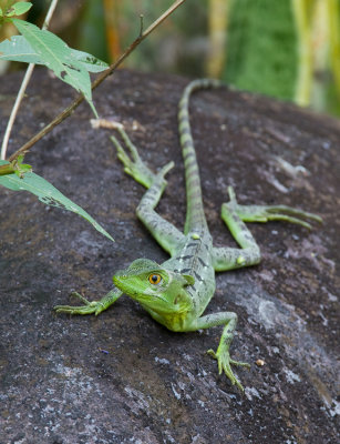 Green Basilisk / Kroonbasilisk