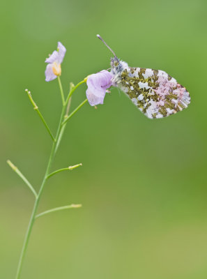 Orange Tip / Oranjetipje
